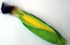 Муляж кукурузы (330 мм)