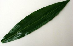 Муляж зеленого листа (36 см)