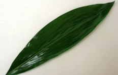 Муляж зеленого листа (40 см)